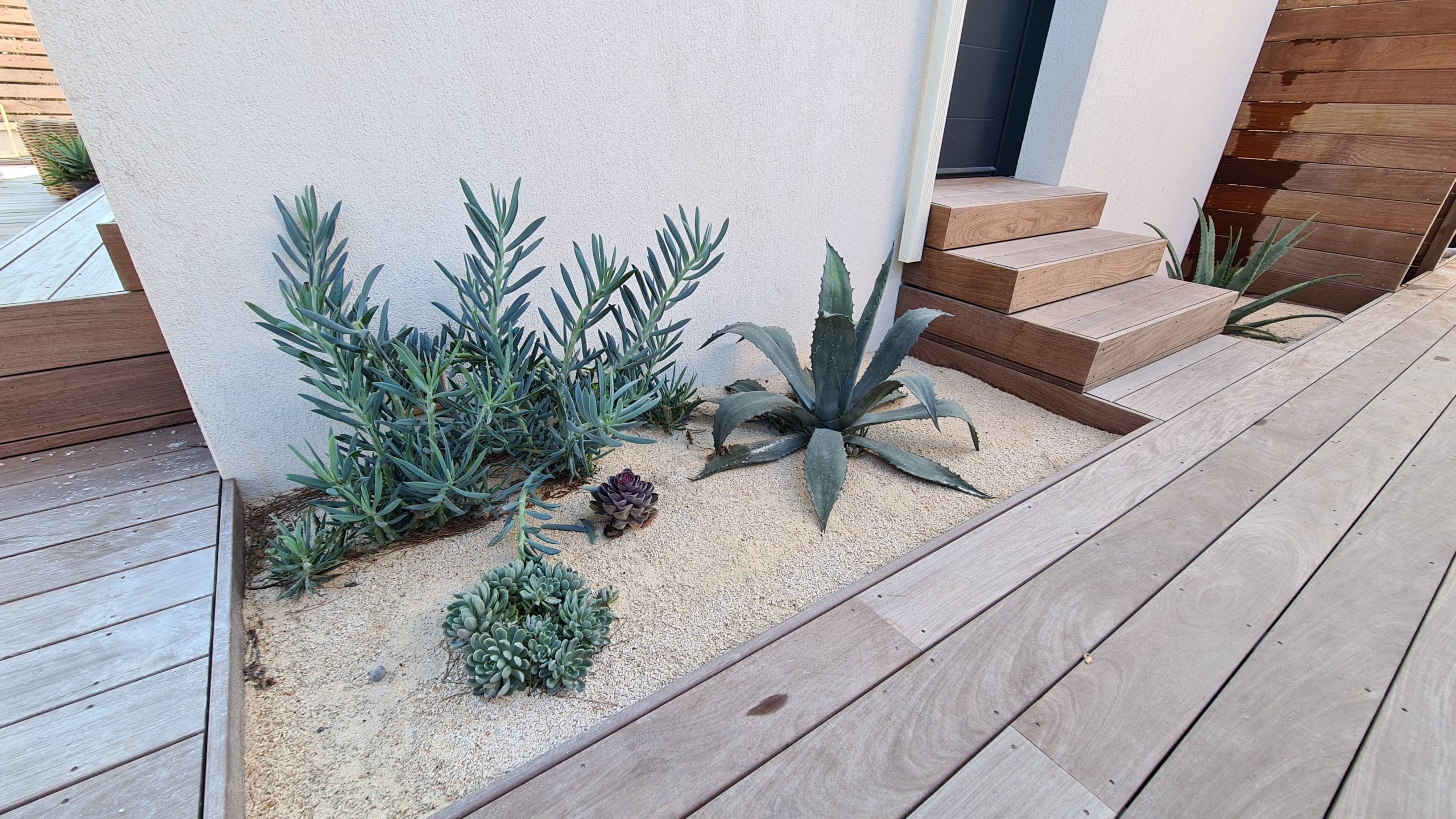 Plantes entourées d'une terrasse en bois
